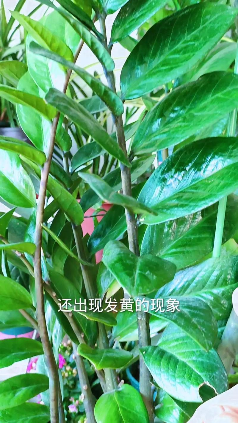 金钱树可以浇啤酒吗,金钱树可以浇啤酒吗?是否要对水-第3张图片-优品飞百科 金钱树可以浇啤酒吗,金钱树可以浇啤酒吗?是否要对水-第3张图片-优品飞百科