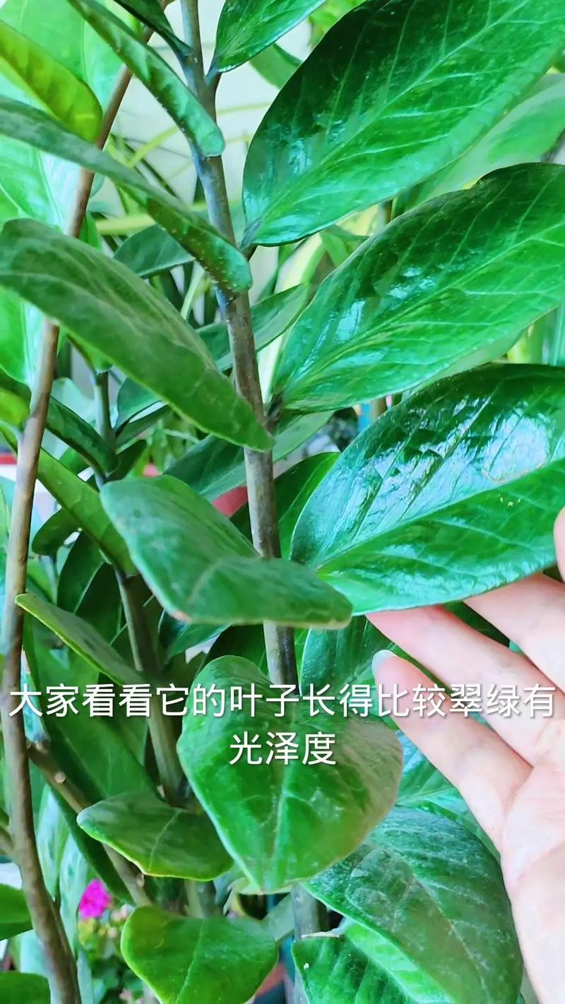 金钱树可以浇啤酒吗,金钱树可以浇啤酒吗?是否要对水-第4张图片-优品飞百科 金钱树可以浇啤酒吗,金钱树可以浇啤酒吗?是否要对水-第4张图片-优品飞百科