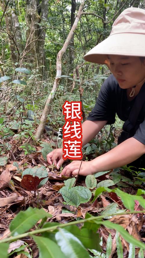 斑叶兰怎么养，斑叶兰怎么养才能开花？-第3张图片-优品飞百科