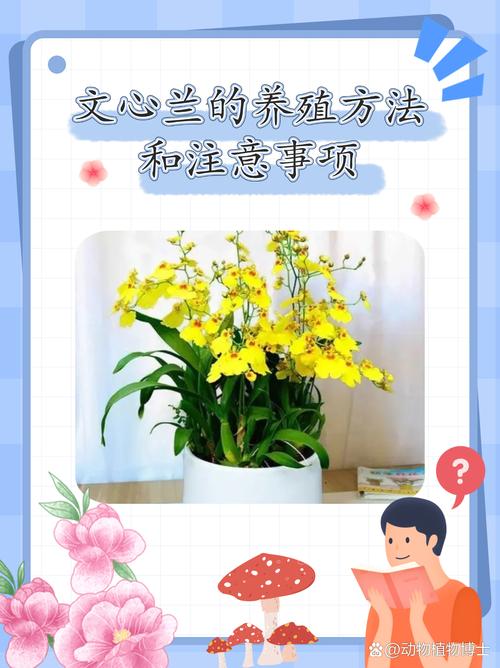 斑叶兰怎么养，斑叶兰怎么养才能开花？-第4张图片-优品飞百科
