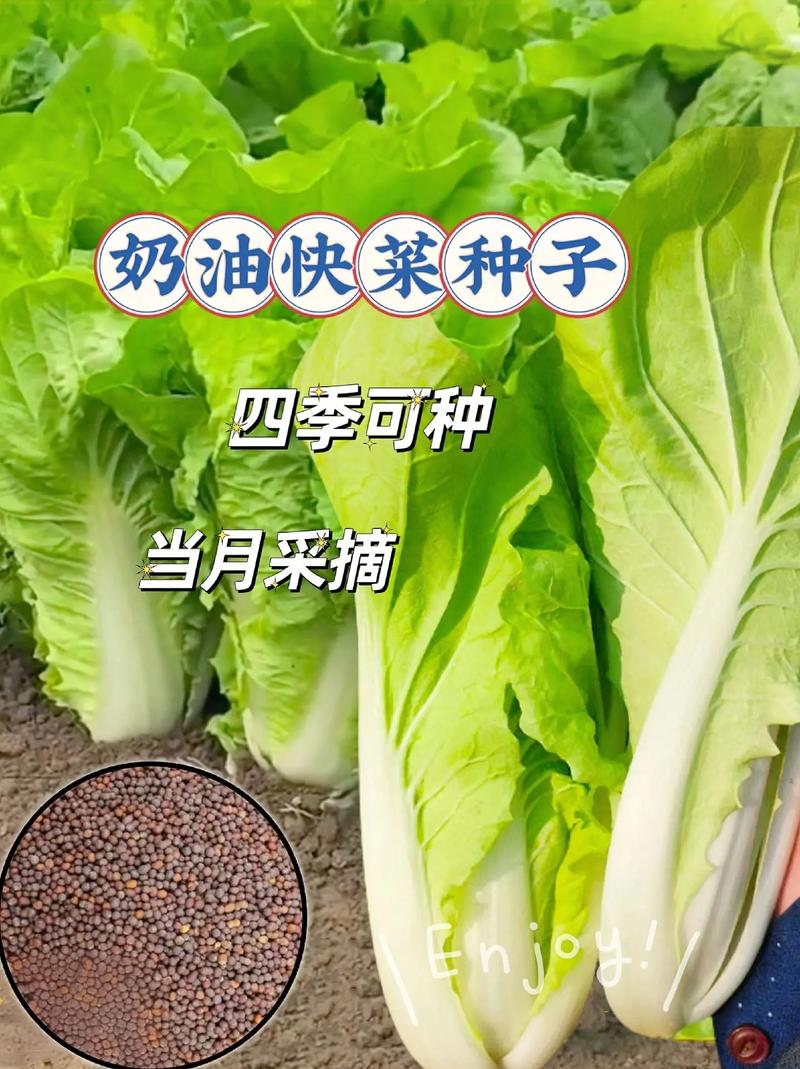 斑叶兰怎么养，斑叶兰怎么养才能开花？-第5张图片-优品飞百科
