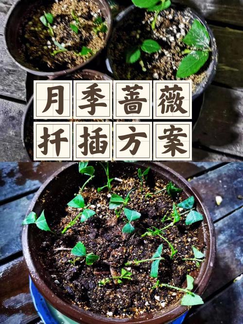 月季水插繁殖方法详解，月季水插的方法？-第2张图片-优品飞百科