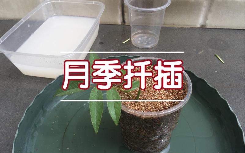 月季水插繁殖方法详解，月季水插的方法？-第3张图片-优品飞百科