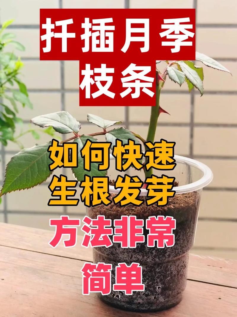 月季水插繁殖方法详解，月季水插的方法？-第4张图片-优品飞百科
