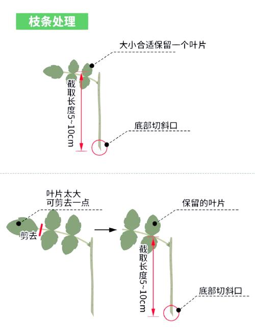 月季水插繁殖方法详解，月季水插的方法？-第5张图片-优品飞百科