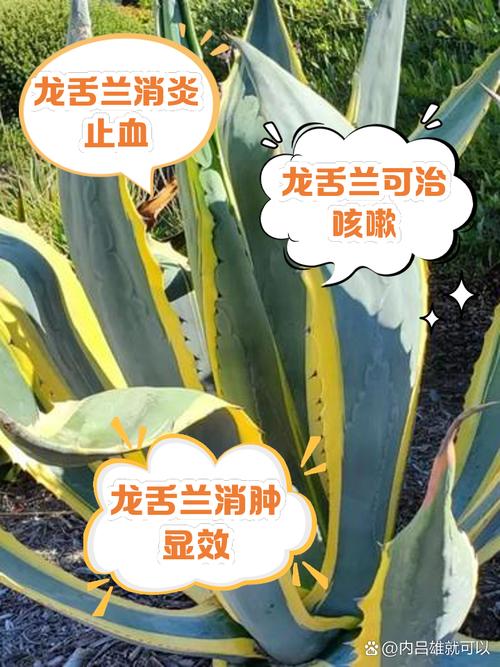 龙舌兰怎么修剪？龙舌兰怎么换盆？-第4张图片-优品飞百科
