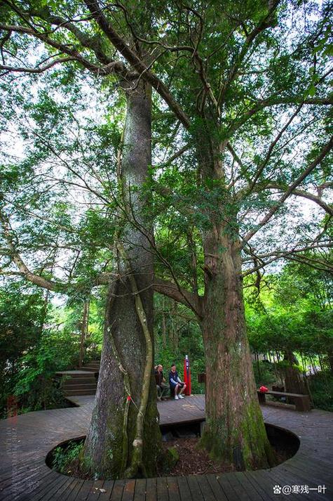 爪哇木棉的养殖方法？爪哇植物？-第5张图片-优品飞百科
