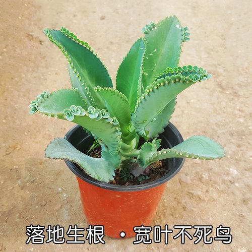 不死鸟可以净化空气吗，不死鸟可以净化空气吗视频？-第2张图片-优品飞百科