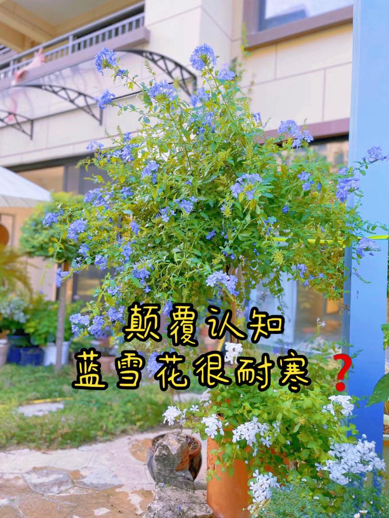 蓝雪花冬天能在室外过冬吗？蓝雪花可以户外过冬吗？