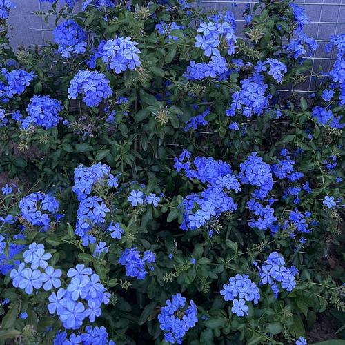 蓝雪花冬天能在室外过冬吗？蓝雪花可以户外过冬吗？-第2张图片-优品飞百科