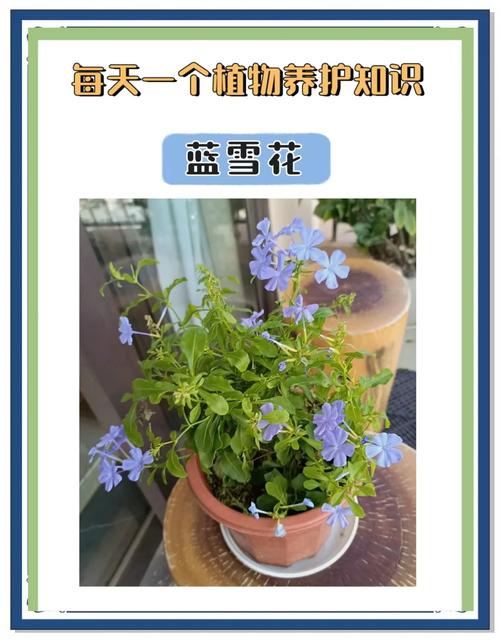 蓝雪花冬天能在室外过冬吗？蓝雪花可以户外过冬吗？-第3张图片-优品飞百科