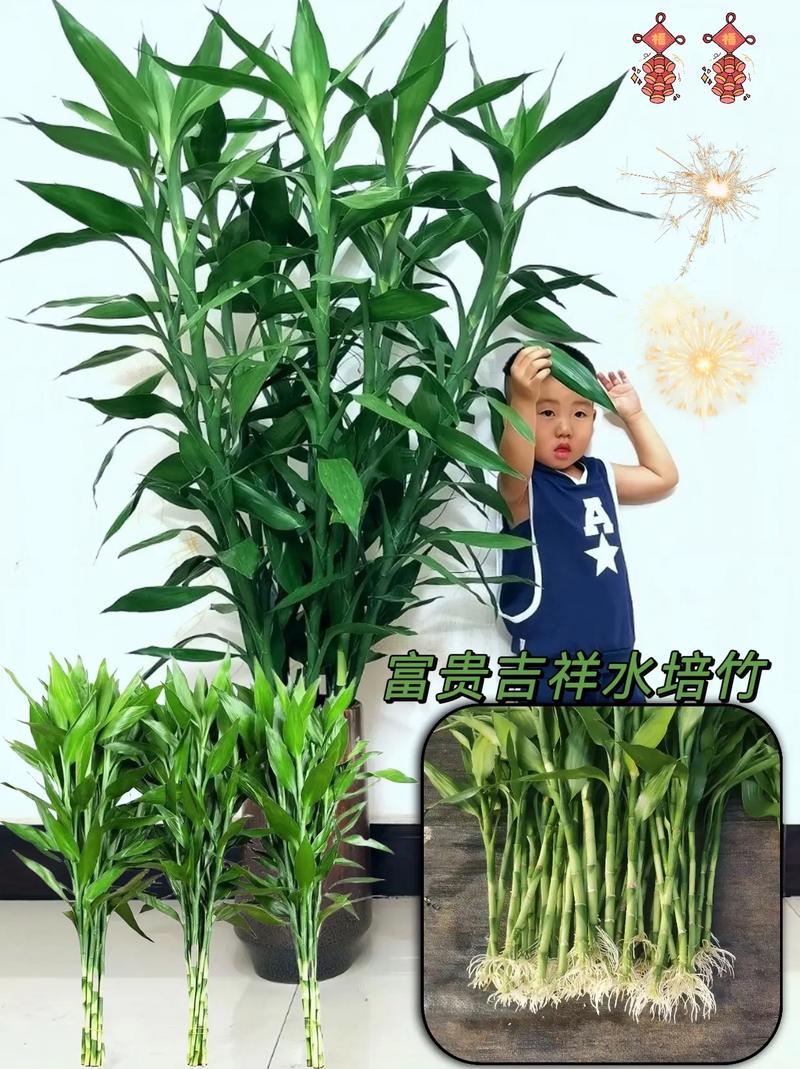 富贵竹多长才能放瓶中，富贵竹放几颗在花瓶里-第2张图片-优品飞百科