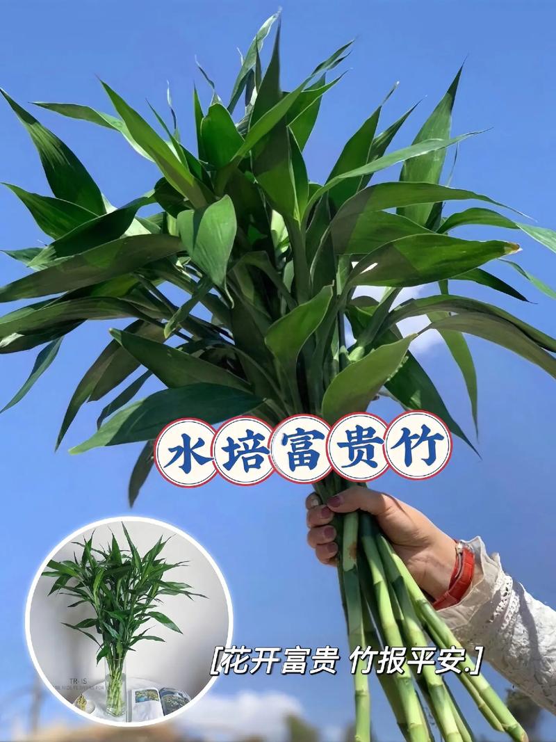 富贵竹多长才能放瓶中，富贵竹放几颗在花瓶里-第4张图片-优品飞百科