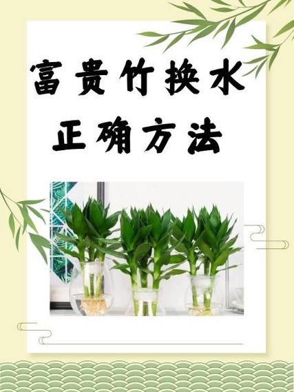 富贵竹多长才能放瓶中，富贵竹放几颗在花瓶里-第5张图片-优品飞百科