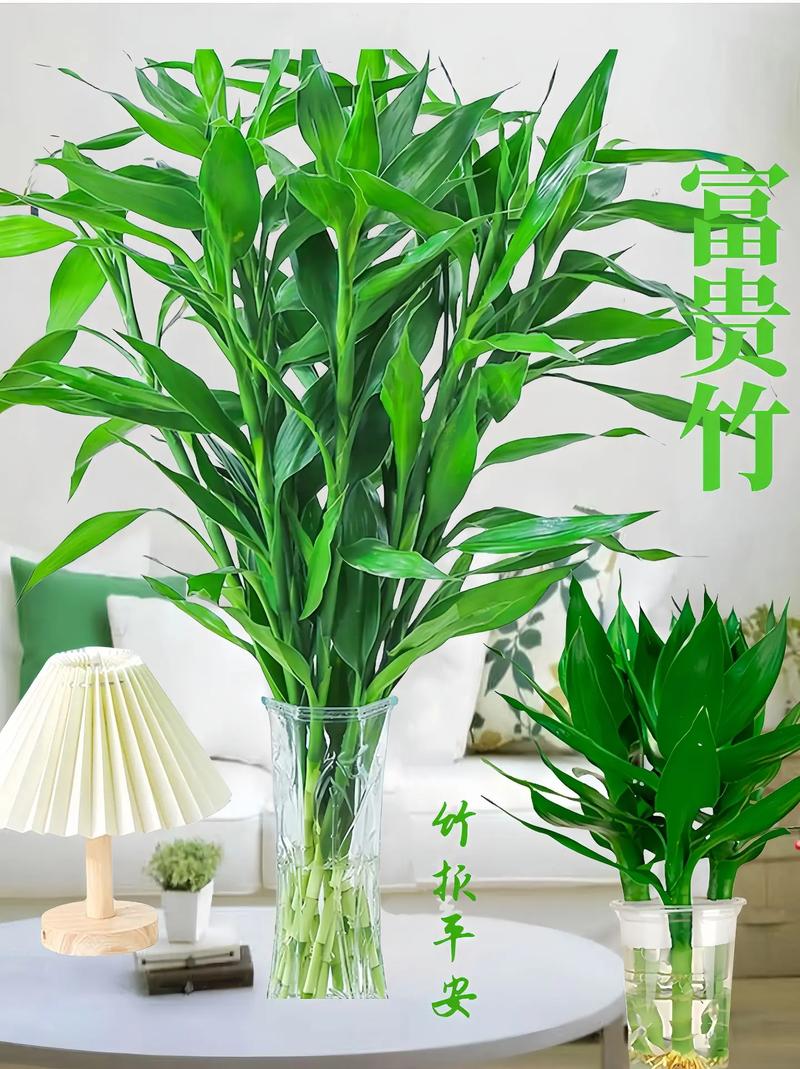 富贵竹多长才能放瓶中，富贵竹放几颗在花瓶里-第6张图片-优品飞百科