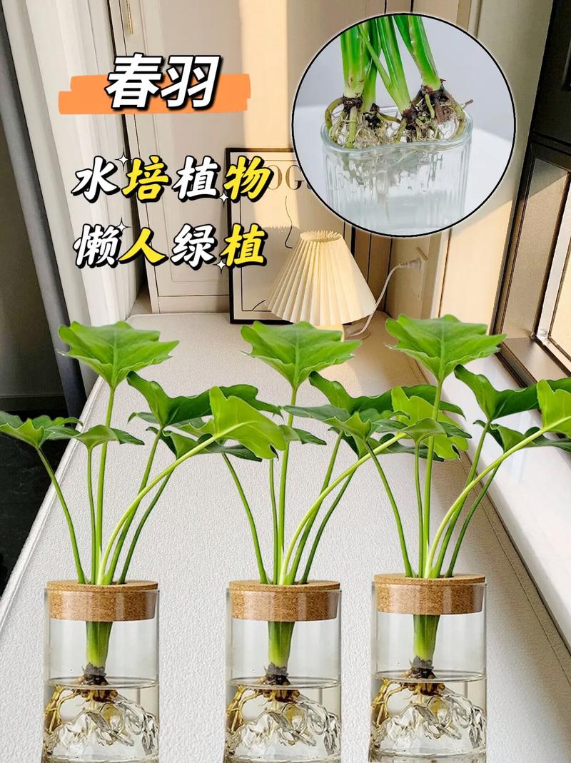 春羽种子怎么种？春羽种子图片？-第3张图片-优品飞百科
