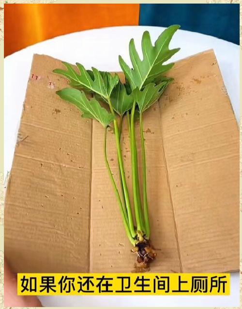 春羽种子怎么种？春羽种子图片？-第4张图片-优品飞百科