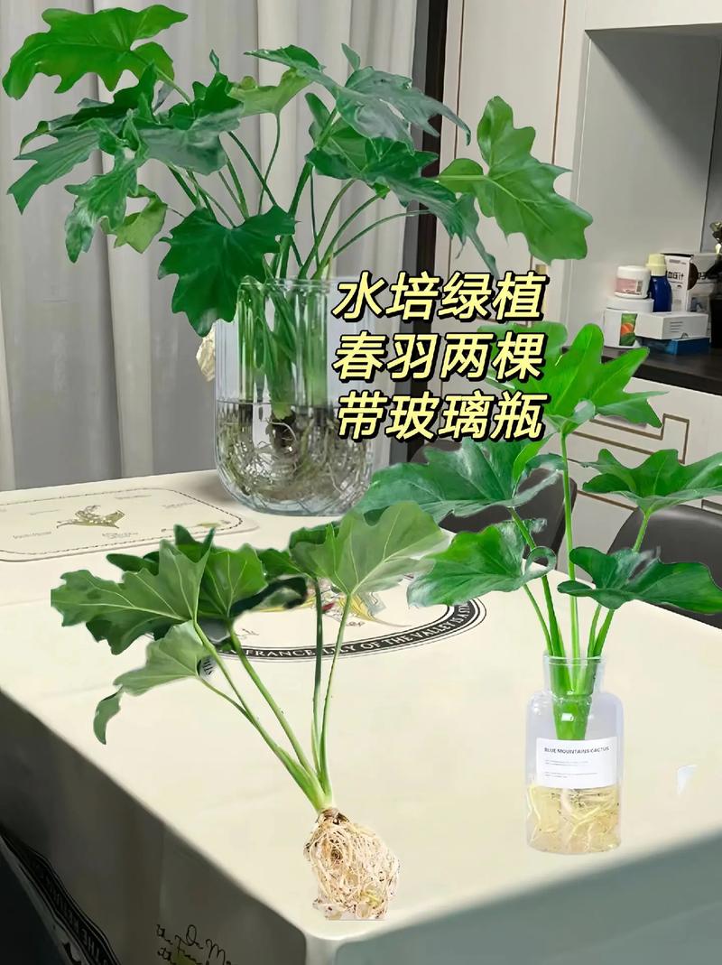 春羽种子怎么种？春羽种子图片？-第5张图片-优品飞百科