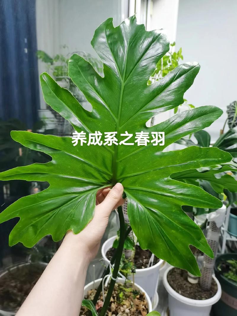春羽种子怎么种？春羽种子图片？-第6张图片-优品飞百科