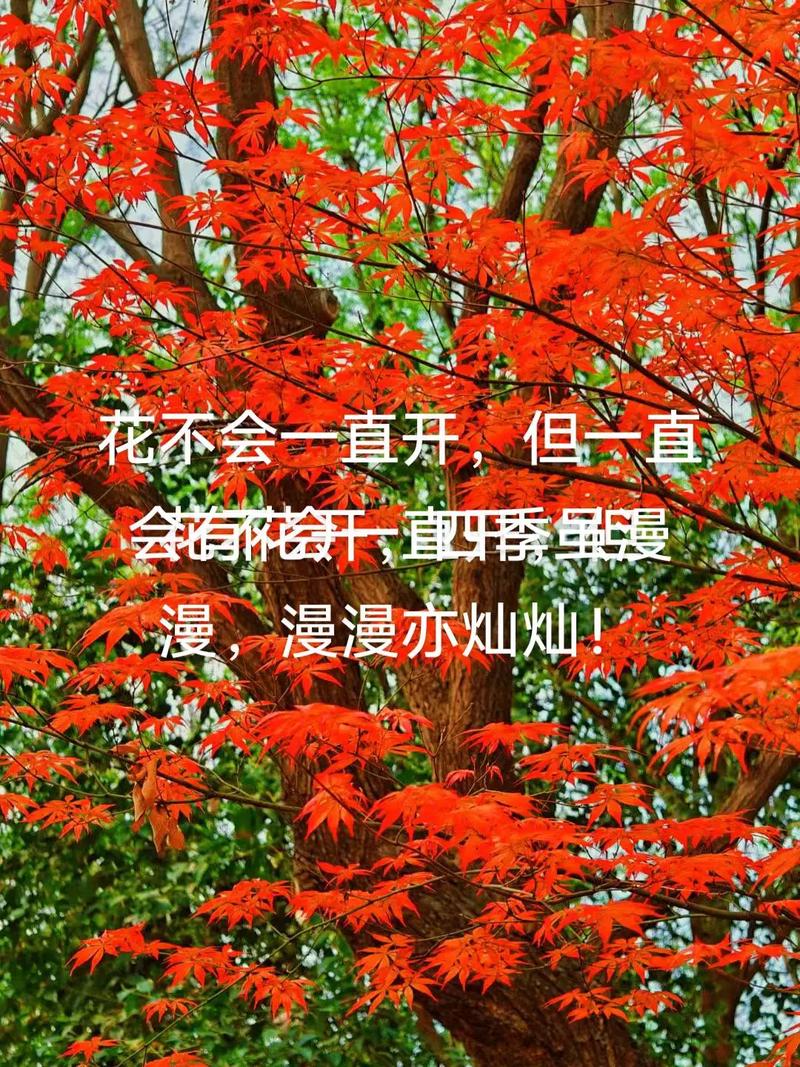 花谢后掐个枝？windows无法访问pc win10？-第4张图片-优品飞百科
