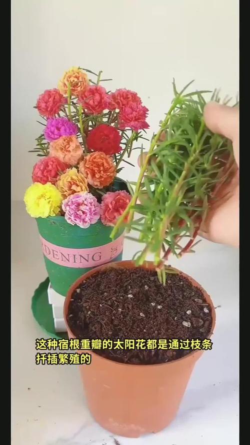 花谢后掐个枝？windows无法访问pc win10？-第5张图片-优品飞百科