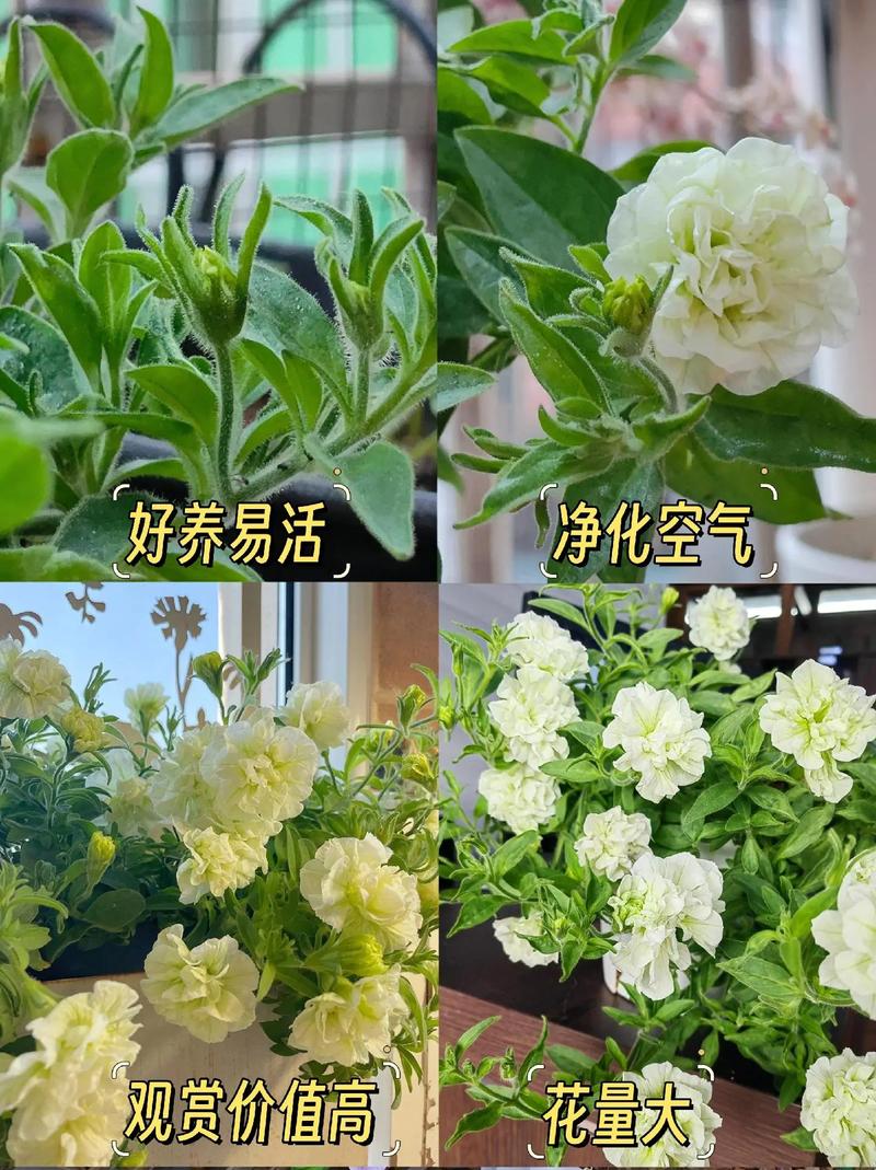 矮牵牛怎么爆盆，矮牵牛修剪爆盆花卉打顶方法