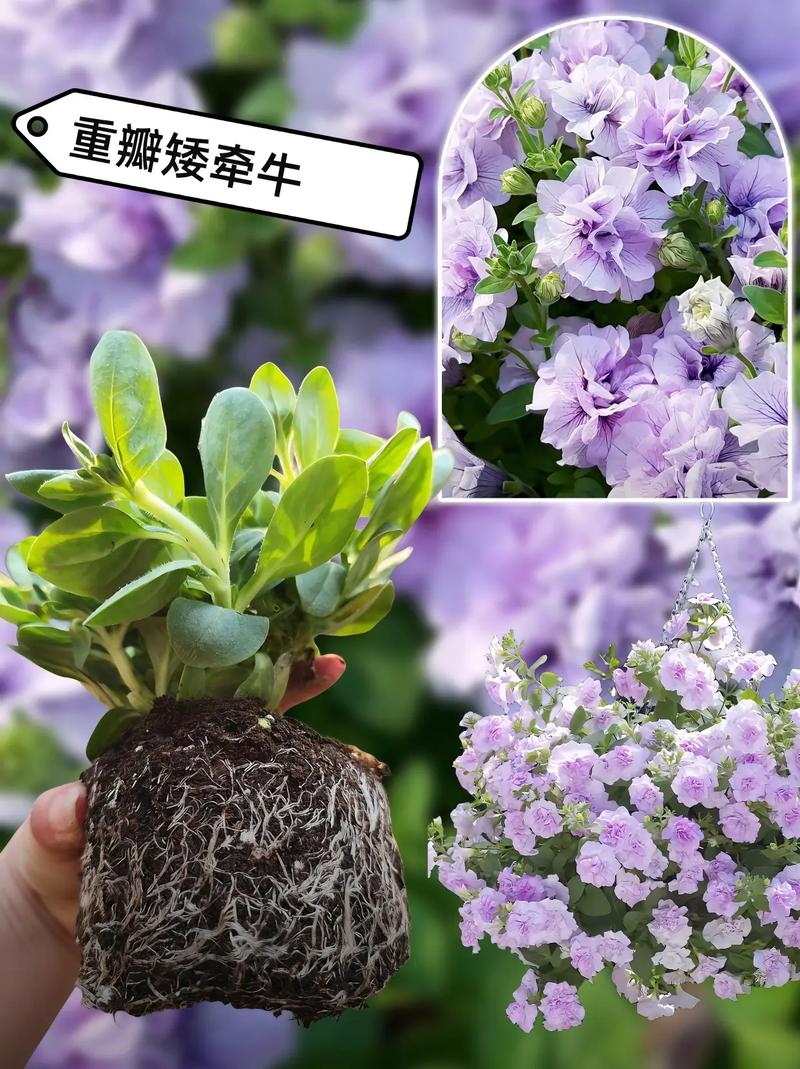 矮牵牛怎么爆盆，矮牵牛修剪爆盆花卉打顶方法-第3张图片-优品飞百科