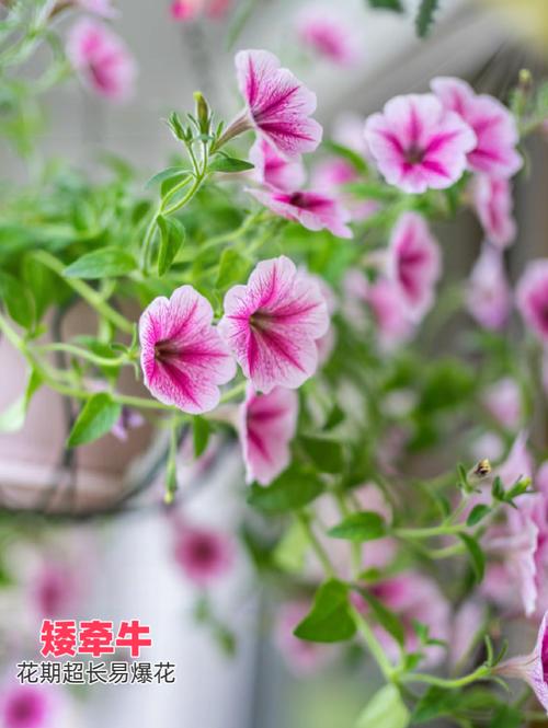 矮牵牛怎么爆盆，矮牵牛修剪爆盆花卉打顶方法-第5张图片-优品飞百科