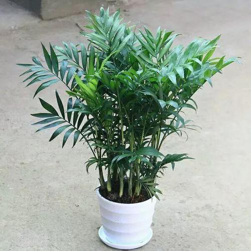 凤尾竹叶子发黄剪掉吗，凤尾竹叶子发黄剪掉吗还能活吗？-第2张图片-优品飞百科