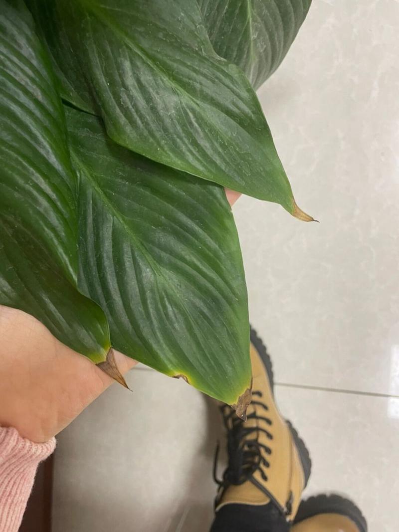 凤尾竹叶子发黄剪掉吗，凤尾竹叶子发黄剪掉吗还能活吗？-第3张图片-优品飞百科