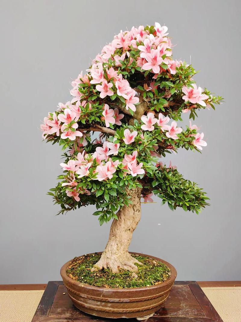 杜鹃花盆景怎么养护，杜鹃花盆景如何造型