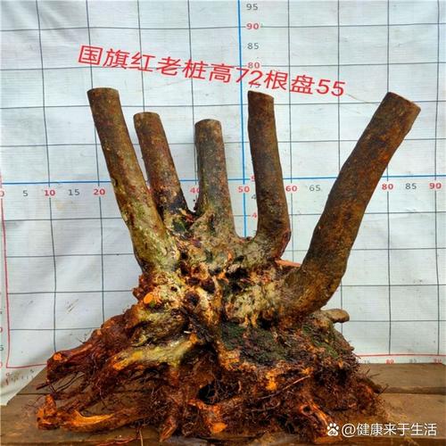 杜鹃花盆景怎么养护，杜鹃花盆景如何造型-第2张图片-优品飞百科