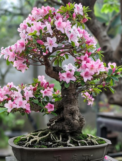杜鹃花盆景怎么养护，杜鹃花盆景如何造型-第3张图片-优品飞百科
