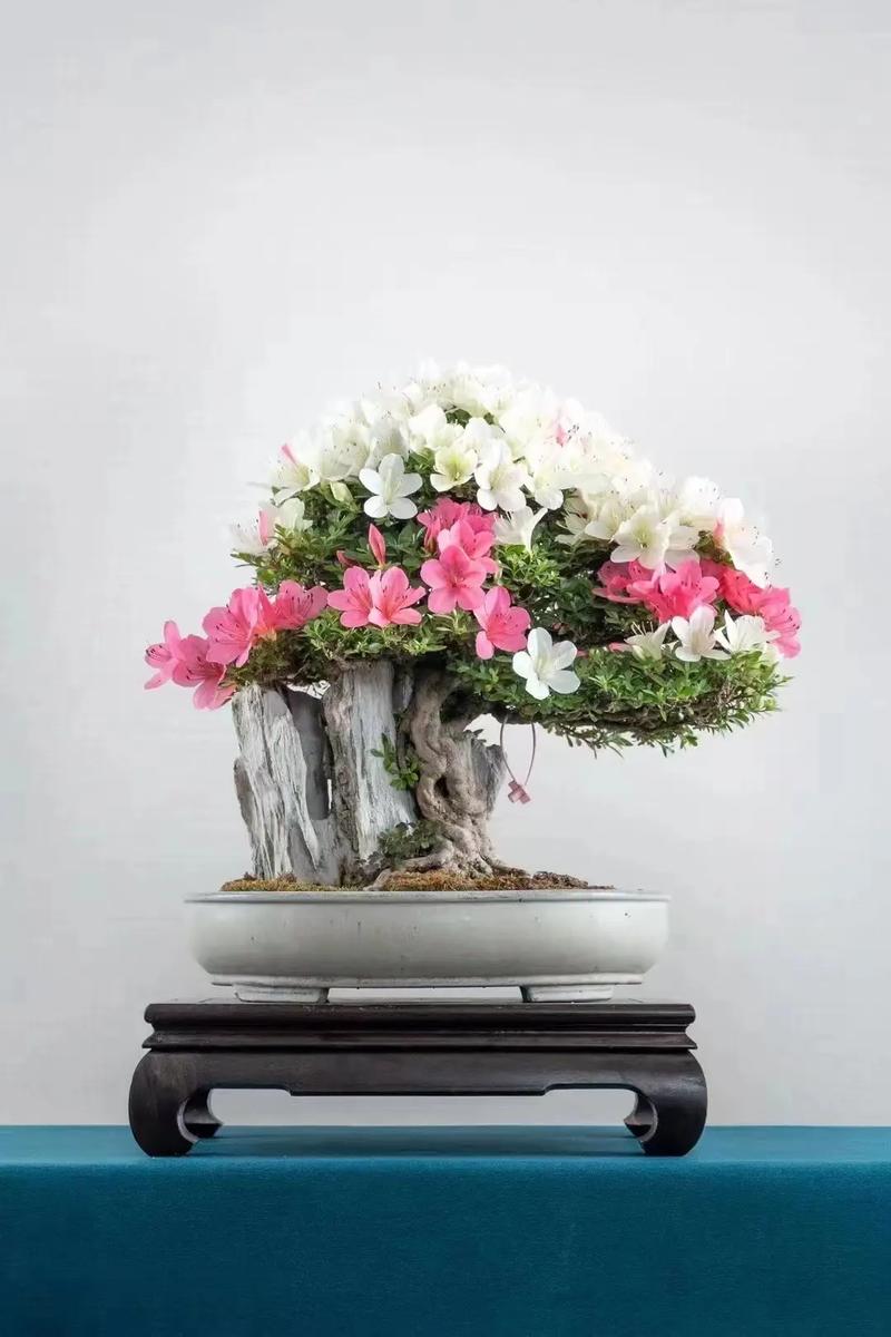 杜鹃花盆景怎么养护，杜鹃花盆景如何造型-第4张图片-优品飞百科