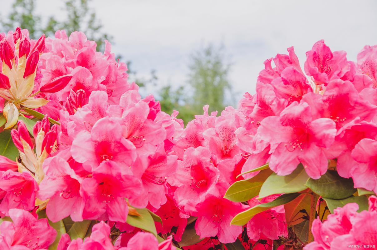 杜鹃花盆景怎么养护，杜鹃花盆景如何造型-第5张图片-优品飞百科