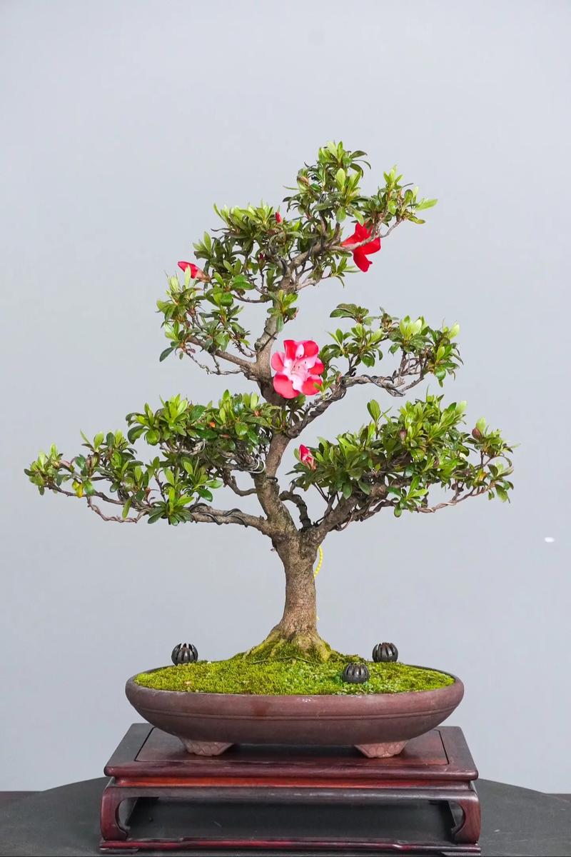 杜鹃花盆景怎么养护，杜鹃花盆景如何造型-第6张图片-优品飞百科