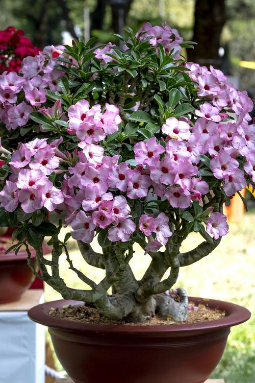 杜鹃花盆景怎么养护，杜鹃花盆景如何造型-第7张图片-优品飞百科