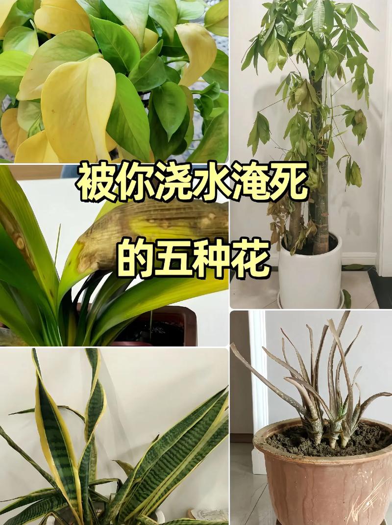 栀子长寿发财树天一热就打蔫，发财树发枝？