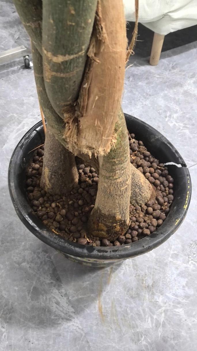 栀子长寿发财树天一热就打蔫，发财树发枝？-第2张图片-优品飞百科