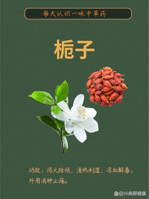 栀子长寿发财树天一热就打蔫，发财树发枝？-第3张图片-优品飞百科