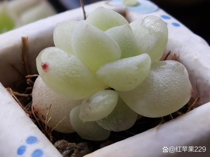 春驹修剪时间,春季修剪时间?-第4张图片-优品飞百科 春驹修剪时间,春季修剪时间?-第4张图片-优品飞百科