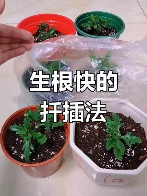 春驹修剪时间,春季修剪时间?-第5张图片-优品飞百科 春驹修剪时间,春季修剪时间?-第5张图片-优品飞百科