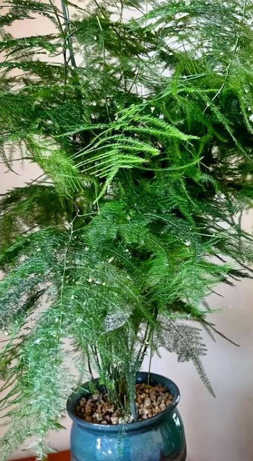 文竹浇水的正确方法，文竹怎样浇水怎样管理？