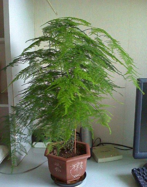 文竹浇水的正确方法，文竹怎样浇水怎样管理？-第4张图片-优品飞百科