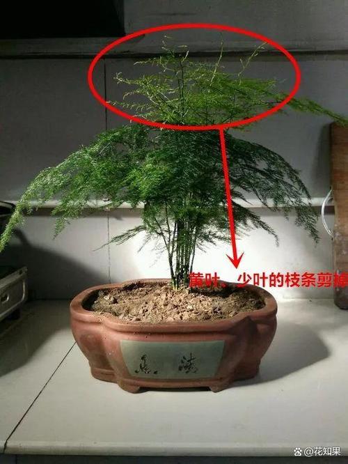 文竹浇水的正确方法，文竹怎样浇水怎样管理？-第3张图片-优品飞百科