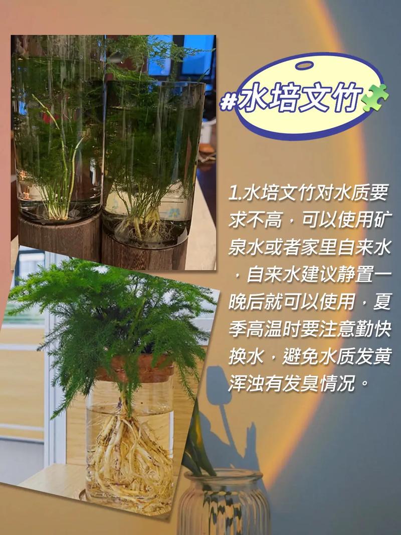文竹浇水的正确方法，文竹怎样浇水怎样管理？-第6张图片-优品飞百科