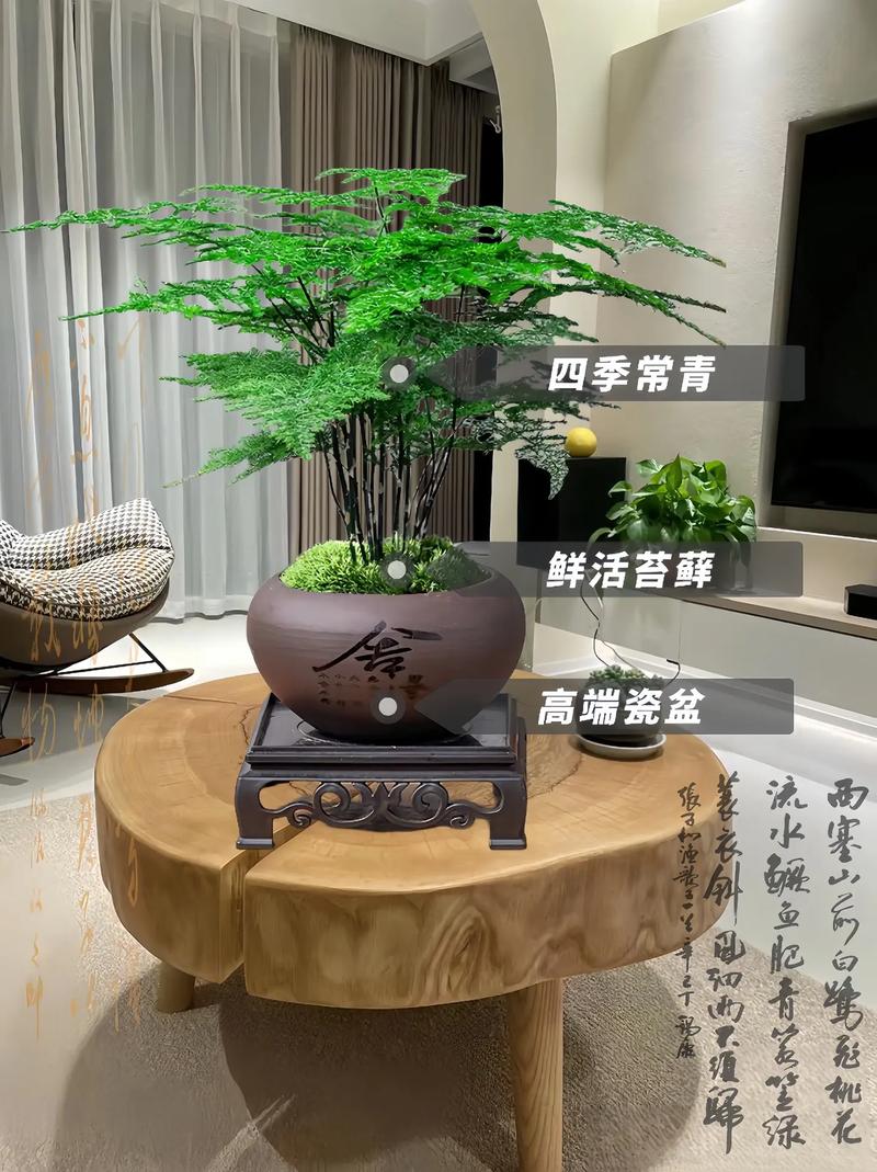 文竹浇水的正确方法，文竹怎样浇水怎样管理？-第7张图片-优品飞百科
