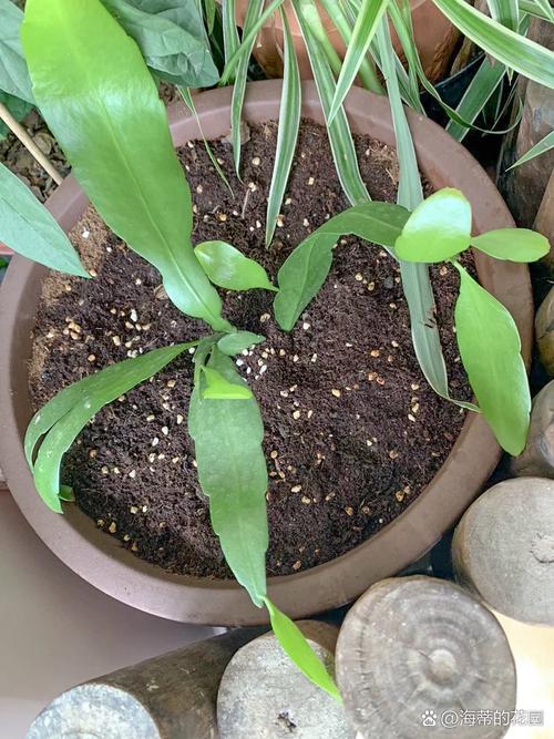 假昙花花谢后怎么管理，假昙花出花苞后要注意什么-第3张图片-优品飞百科