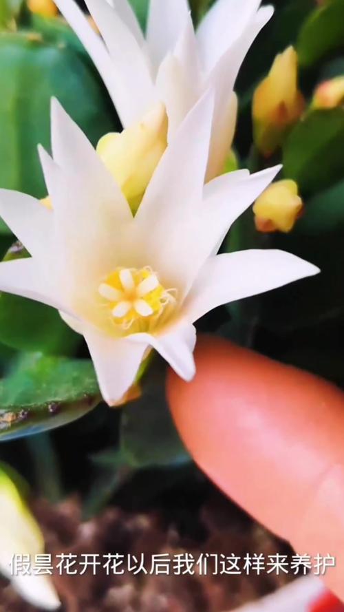 假昙花花谢后怎么管理，假昙花出花苞后要注意什么-第5张图片-优品飞百科