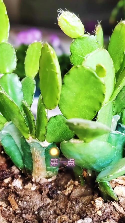 假昙花花谢后怎么管理，假昙花出花苞后要注意什么-第7张图片-优品飞百科